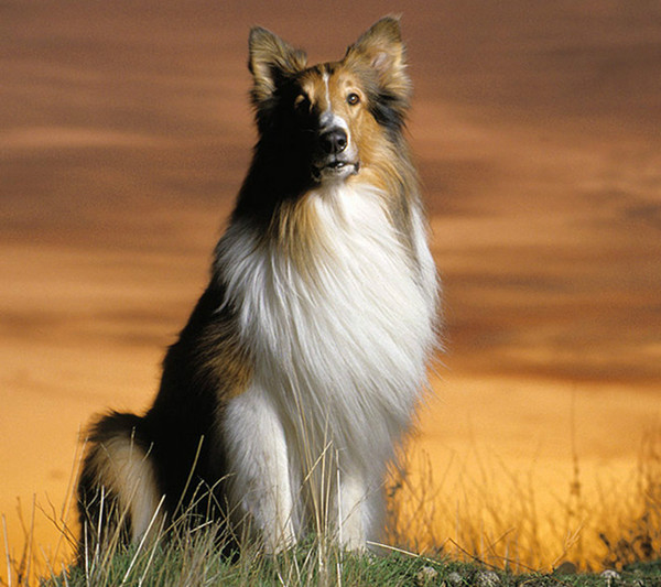 苏格兰犬图片,宠物壁纸图片,狗狗图片 - 太原宠物网