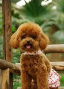 成年的泰迪犬吃什么食品好？
