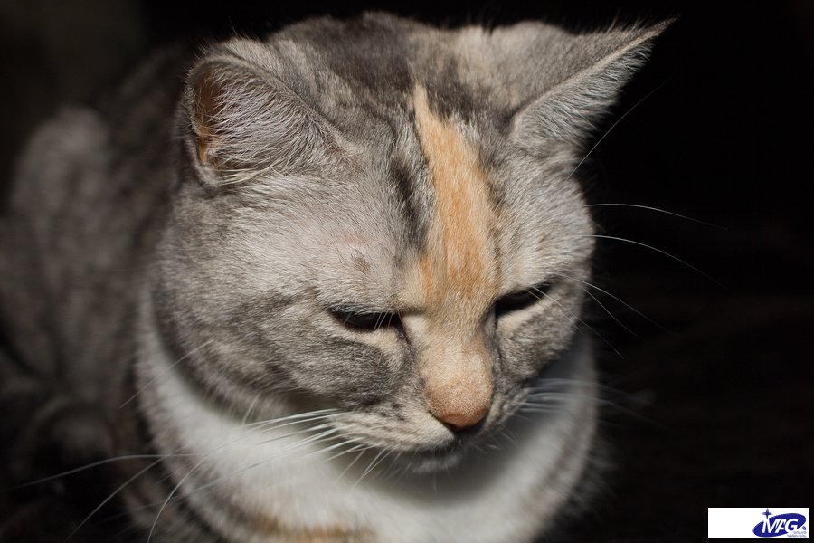 猫咪冬季肠胃的养护，远离一身五