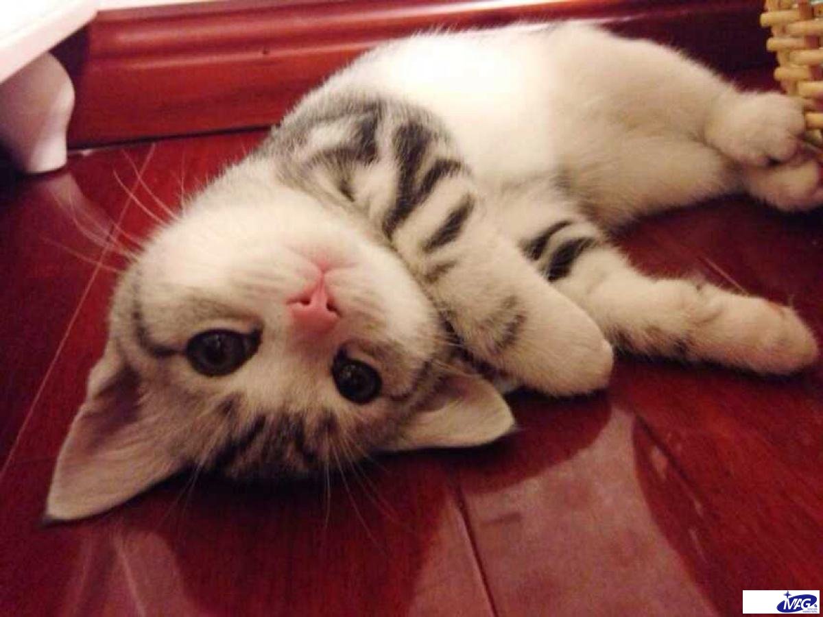猫咪呕吐拉稀便秘？酵素菌终结猫