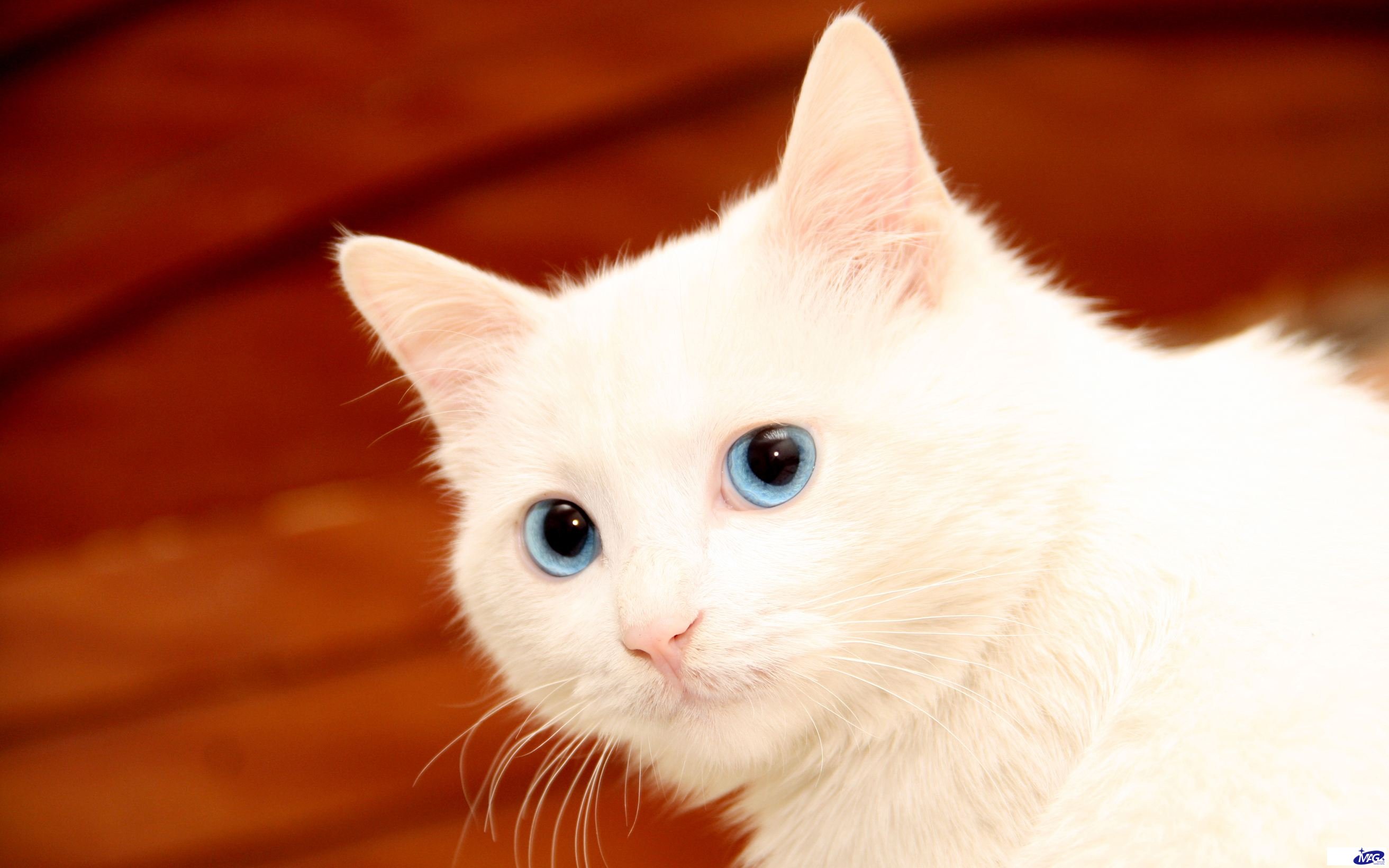猫鼻支的预防与治疗，配合猫胺服
