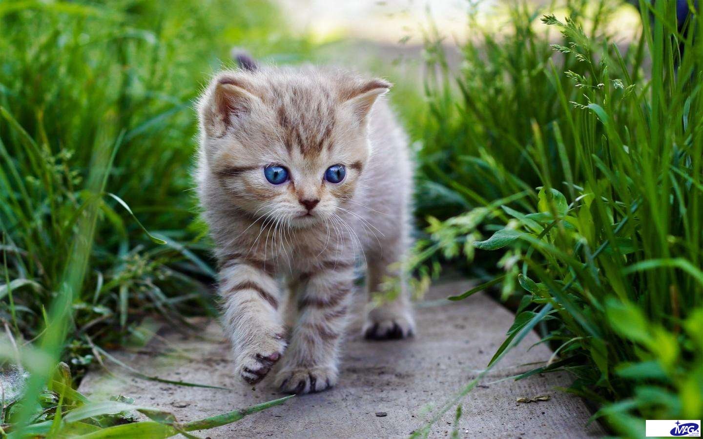 打疫苗可以预防猫鼻支吗