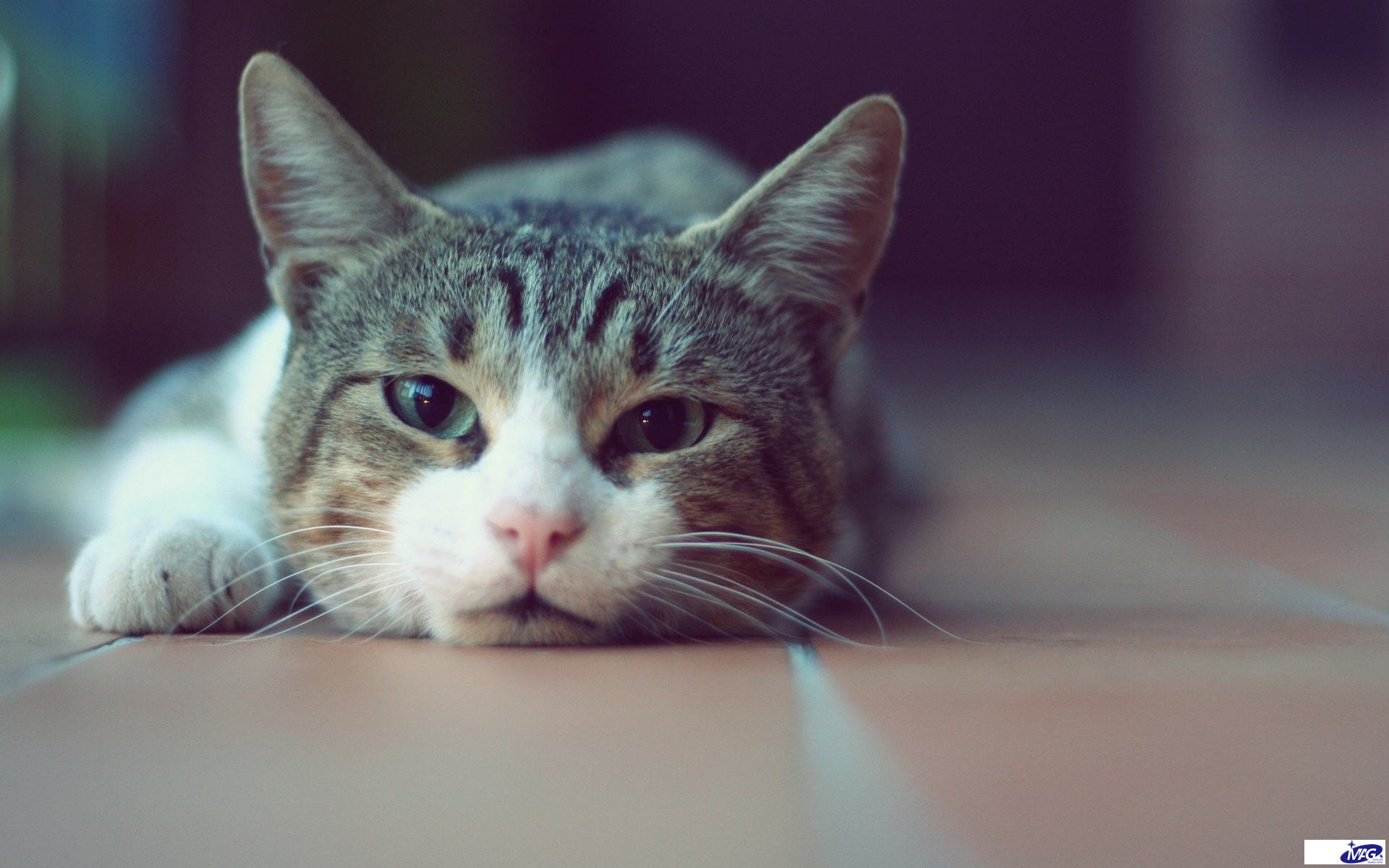 猫鼻支是绝症吗？怎么治疗猫鼻支