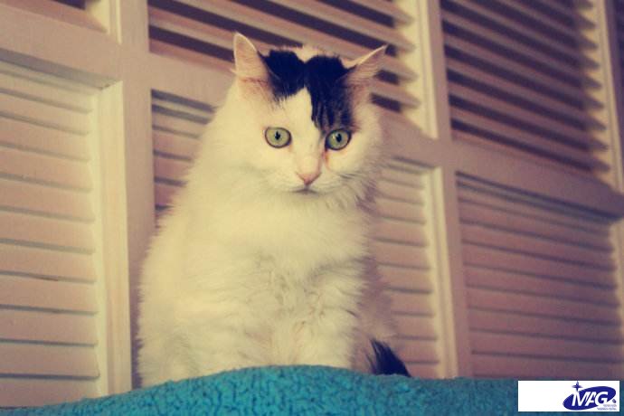 猫鼻支好了会再复发吗？猫胺膏有