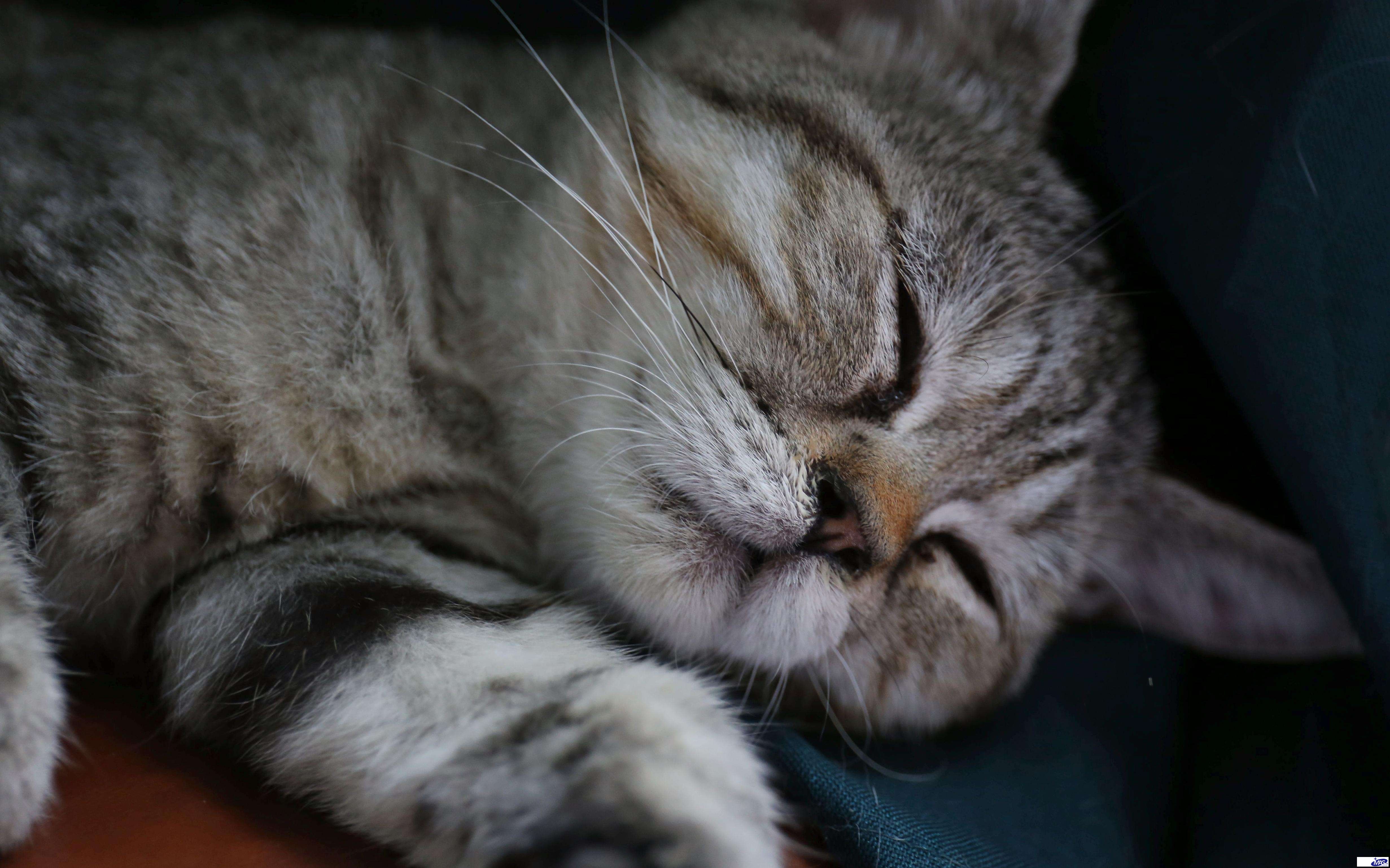 猫胺膏好还是猫胺粉好？好吸收才