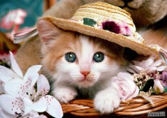 猫咪胃口变差怎么办？猫咪胃口不