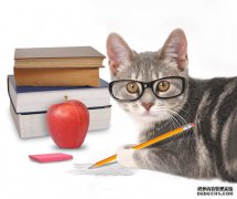 猫咪软便吃什么？猫咪软便是什么