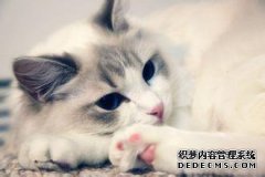 猫吃发育宝软便怎么办？猫咪经常