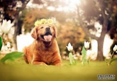 狗狗呕吐拉稀没精神怎么办？
