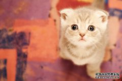 刚出生的小猫一直拉稀怎么办？