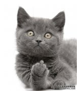 猫咪益生菌怎么选？
