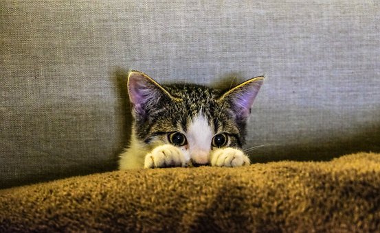 猫咪毛发干燥粗糙的救星——MAG卵
