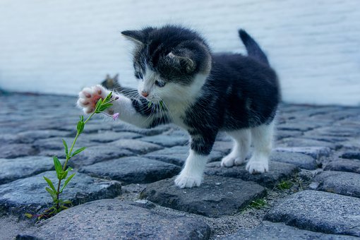 MAG卵磷脂牛磺酸颗粒 拯救猫咪毛发