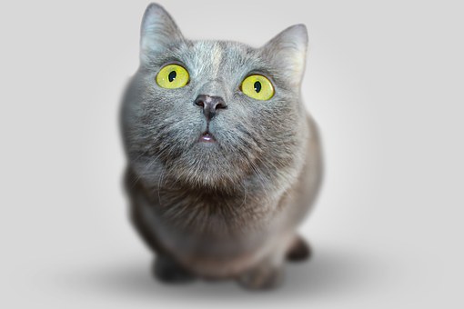 MAG卵磷脂 教你不同猫咪的毛发护理